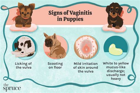 Vaginal Discharge in Dogs